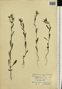 Buglossoides tenuiflora (L. fil.) I. M. Johnst., Eastern Europe, Eastern region (E10) (Russia)