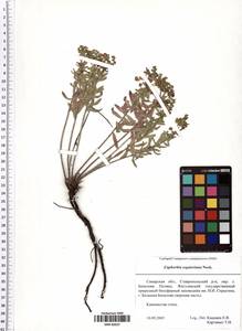 Euphorbia seguieriana Neck., Eastern Europe, Middle Volga region (E8) (Russia)