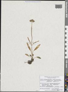 Valeriana tuberosa L., Eastern Europe, Central forest-and-steppe region (E6) (Russia)