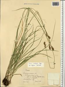 Carex spicata subsp. spicata, Eastern Europe, Central forest region (E5) (Russia)