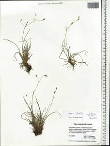 Carex ledebouriana C.A.Mey. ex Trevir., Siberia, Baikal & Transbaikal region (S4) (Russia)