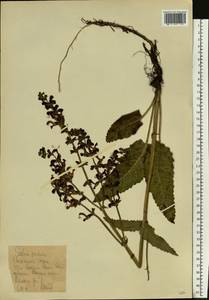 Salvia pratensis L., Eastern Europe, Central forest-and-steppe region (E6) (Russia)