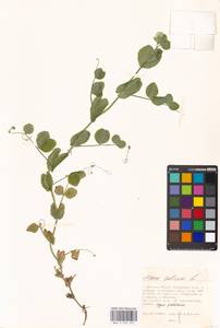 Lathyrus oleraceus Lam., Eastern Europe, Moscow region (E4a) (Russia)
