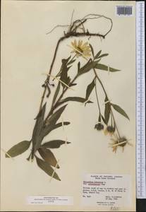 Helianthus tuberosus L., America (AMER) (Canada)