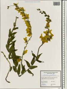Linaria grandiflora Desf., South Asia, South Asia (Asia outside ex-Soviet states and Mongolia) (ASIA) (Iran)