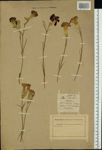 Dianthus caryophyllus L., Eastern Europe, Rostov Oblast (E12a) (Russia)