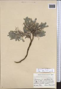 Astragalus pallasii Sprengel, Middle Asia, Caspian Ustyurt & Northern Aralia (M8) (Kazakhstan)