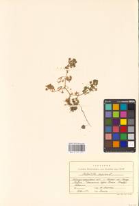 Potentilla supina L., Eastern Europe, Lower Volga region (E9) (Russia)