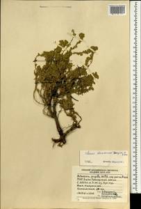 Artemisia davazamczii Darijma & Kamelin, Mongolia (MONG) (Mongolia)