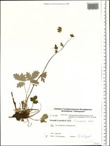 Potentilla ×prostrata Rottb., Siberia, Central Siberia (S3) (Russia)