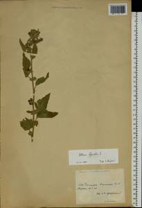 Althaea officinalis L., Eastern Europe, Moldova (E13a) (Moldova)