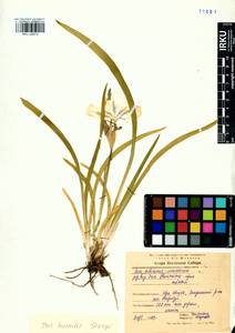 Iris humilis Georgi, Siberia, Baikal & Transbaikal region (S4) (Russia)