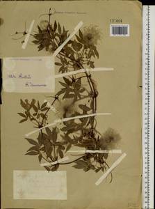 Clematis sibirica (L.) Mill., Siberia, Western (Kazakhstan) Altai Mountains (S2a) (Kazakhstan)
