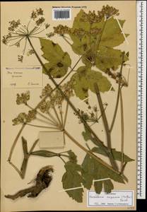 Heracleum asperum (Hoffm.) M. Bieb., Caucasus, South Ossetia (K4b) (South Ossetia)