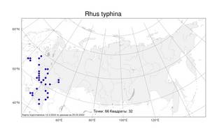 Rhus typhina L., Atlas of the Russian Flora (FLORUS) (Russia)