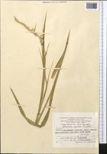 Gladiolus italicus Mill., Middle Asia, Kopet Dag, Badkhyz, Small & Great Balkhan (M1) (Turkmenistan)