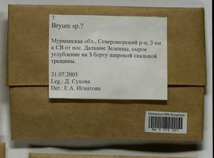 Bryum, Bryophytes, Bryophytes - Karelia, Leningrad & Murmansk Oblasts (B4) (Russia)