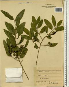 Azadirachta indica A. Juss., South Asia, South Asia (Asia outside ex-Soviet states and Mongolia) (ASIA) (India)