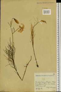 Lilium pumilum Redouté, Siberia, Russian Far East (S6) (Russia)
