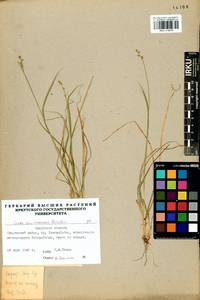 Carex brunnescens (Pers.) Poir., Siberia, Baikal & Transbaikal region (S4) (Russia)