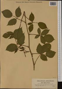 Rubus hirtus Waldst. & Kit., Western Europe (EUR) (Austria)