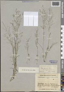 Poa diaphora subsp. oxyglumis (Boiss.) Soreng & G.H.Zhu, Middle Asia, Pamir & Pamiro-Alai (M2) (Uzbekistan)