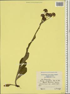 Tephroseris integrifolia subsp. caucasigena (Schischk.) Greuter, Caucasus, South Ossetia (K4b) (South Ossetia)