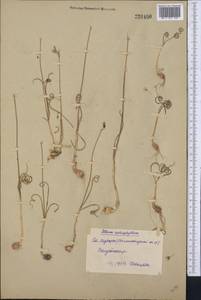 Allium ophiophyllum Vved., Middle Asia, Syr-Darian deserts & Kyzylkum (M7) (Uzbekistan)