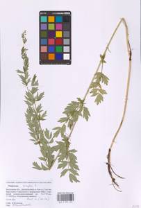 Thalictrum simplex L., Eastern Europe, Moscow region (E4a) (Russia)