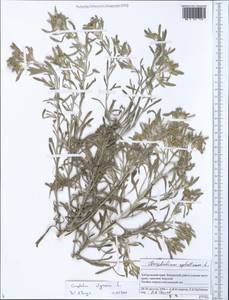 Gnaphalium uliginosum L., Siberia, Russian Far East (S6) (Russia)