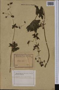 Geranium phaeum L., Western Europe (EUR) (France)
