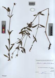 KUZ 004 286, Silene latifolia subsp. alba (Miller) Greuter & Burdet, Siberia, Altai & Sayany Mountains (S2) (Russia)