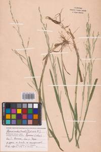 Glyceria notata Chevall., Eastern Europe, Western region (E3) (Russia)