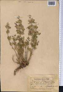 Lagochilus platyacanthus Rupr., Middle Asia, Northern & Central Tian Shan (M4) (Kyrgyzstan)