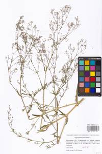 Gypsophila paniculata L., Eastern Europe, Moscow region (E4a) (Russia)