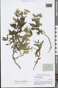 Chamaenerion latifolium (L.) Sweet, Siberia, Altai & Sayany Mountains (S2) (Russia)