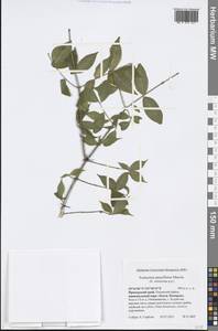 Euonymus verrucosus Scop., Siberia, Russian Far East (S6) (Russia)