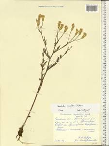 Klasea erucifolia (L.) Greuter & Wagenitz, Eastern Europe, Rostov Oblast (E12a) (Russia)