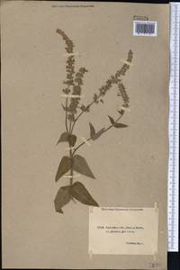 Salvia, Middle Asia, Caspian Ustyurt & Northern Aralia (M8) (Kazakhstan)