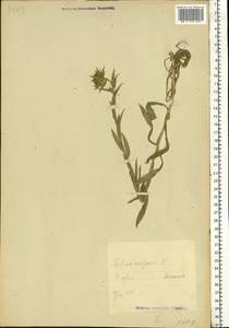 Carlina vulgaris L., Eastern Europe, Estonia (E2c) (Estonia)