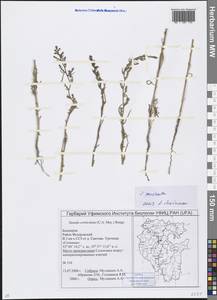 Suaeda prostrata Pall., Eastern Europe, Eastern region (E10) (Russia)