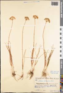 Allium flavescens Besser, Eastern Europe, North Ukrainian region (E11) (Ukraine)