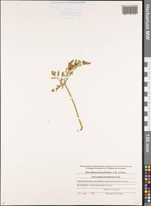 Botrychium matricariifolium (Döll) A. Braun ex Koch, Caucasus, Stavropol Krai, Karachay-Cherkessia & Kabardino-Balkaria (K1b) (Russia)