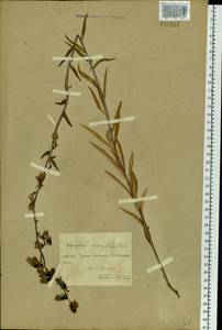 Adenophora gmelinii subsp. gmelinii, Siberia, Baikal & Transbaikal region (S4) (Russia)