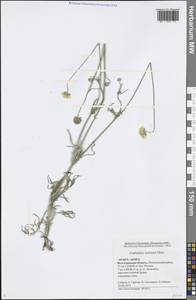 Cephalaria uralensis (Murray) Roem. & Schult., Eastern Europe, Lower Volga region (E9) (Russia)