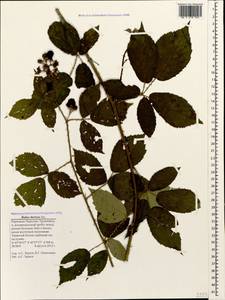 Rubus ibericus Juz., Caucasus, Stavropol Krai, Karachay-Cherkessia & Kabardino-Balkaria (K1b) (Russia)