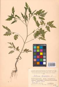 Solanum lycopersicum L., Eastern Europe, Moscow region (E4a) (Russia)