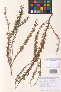 Tamarix laxa Willd., Middle Asia, Caspian Ustyurt & Northern Aralia (M8) (Kazakhstan)