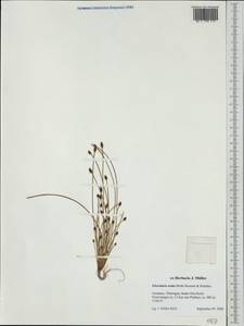 Eleocharis ovata (Roth) Roem. & Schult., Western Europe (EUR) (Germany)