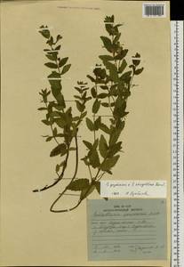 Scutellaria yezoensis Kudô, Siberia, Russian Far East (S6) (Russia)